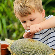 Gardening harvesting sunflower seeds