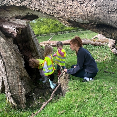 exploring a tree hole